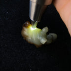 和田玉糖白犀牛（60.1g）