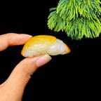 和田玉籽料龙龟（39.5g）