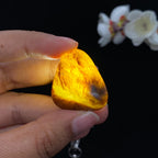 和田玉聚黄皮籽料挂件（19.1g）