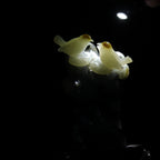 和田玉青花俏色 “双喜临门” 摆件（321.9g）