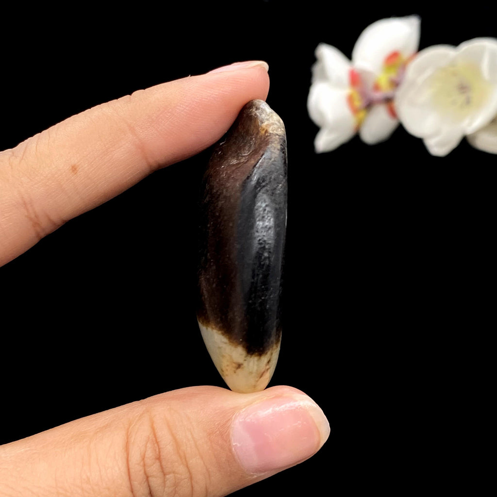 和田玉秋梨黑皮籽料挂件（37.7g）