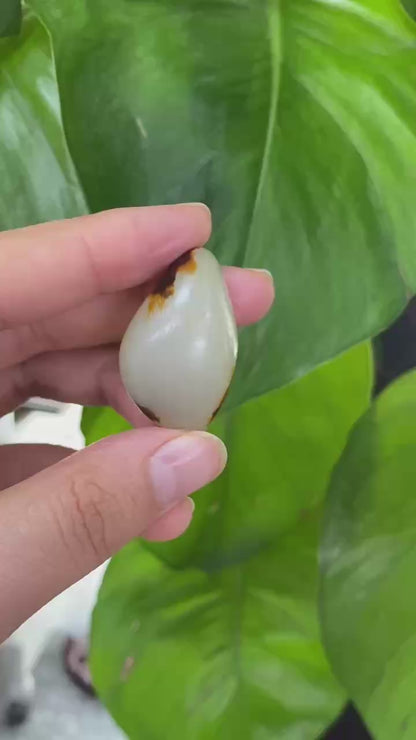 和田玉-红皮暖白肉籽料吊坠籽