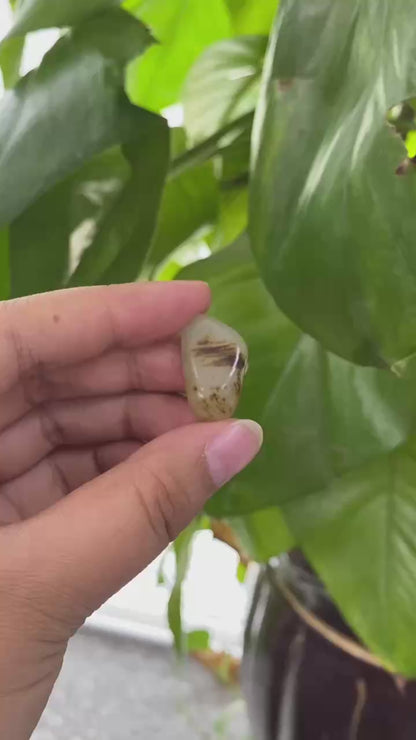 和田玉-秋梨皮白肉籽料戒面籽